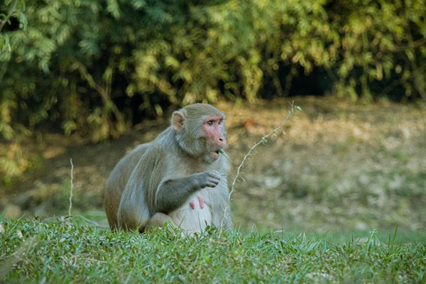 Croquettes santé : l'allié de votre chat en surpoids